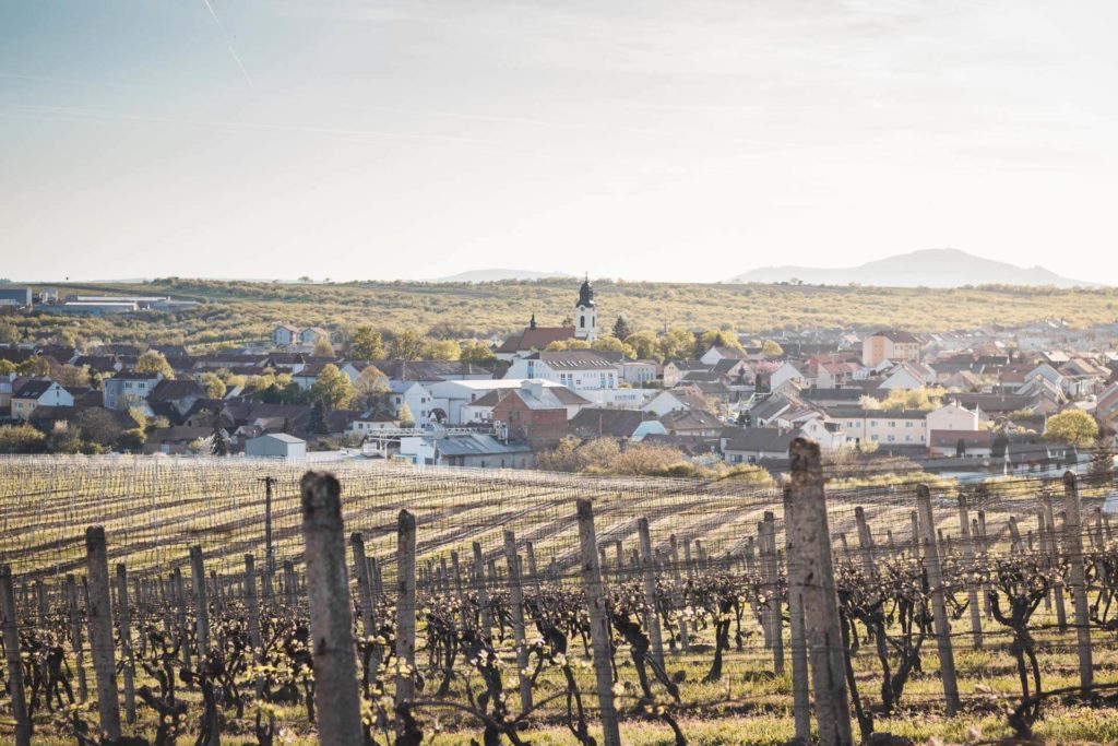 Velké Pavlovice, vinohrady, vinice, VINIUM