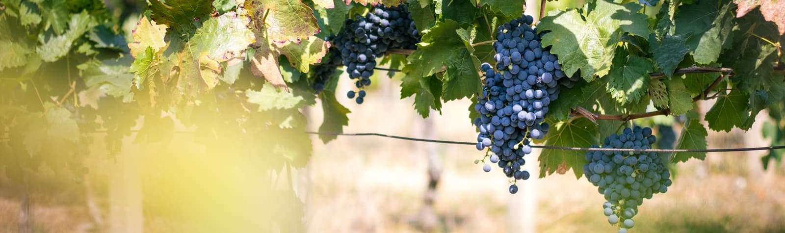 Moravské vinice potřebují slunečný podzim
