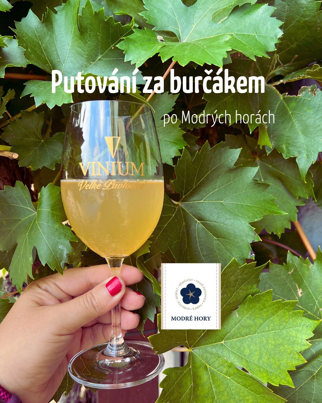 V sobotu 5. září se vydáme Krajem vína po Modrých Horách – a naše vinotéka bude hned prvním razítkovacím místem!
Zastavte se pro první razítko a posilněte se na cestu. Čekat na vás bude:
▪️skvělý burčák
▪️ domácí buchty
 ️▪️ochutnávka našich dalších produktů 
a samozřejmě dobrá nálada!😉
Razítkovací místa budou otevřena od 9:00 do 18:00 hodin. Těšíme se na všechny cyklisty, pěší i milovníky burčáku. Tak kdo u nás odstartuje? 

#vinium #modrehory #putovanizaburcakem #burcak #krajemvina